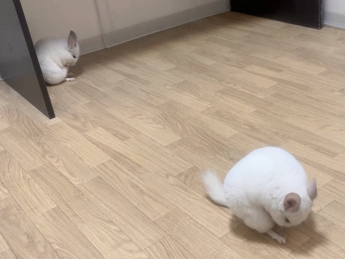 oisioisioi's tweet photo. おじぎさん2匹…… https://t.co/25mOsNmH37