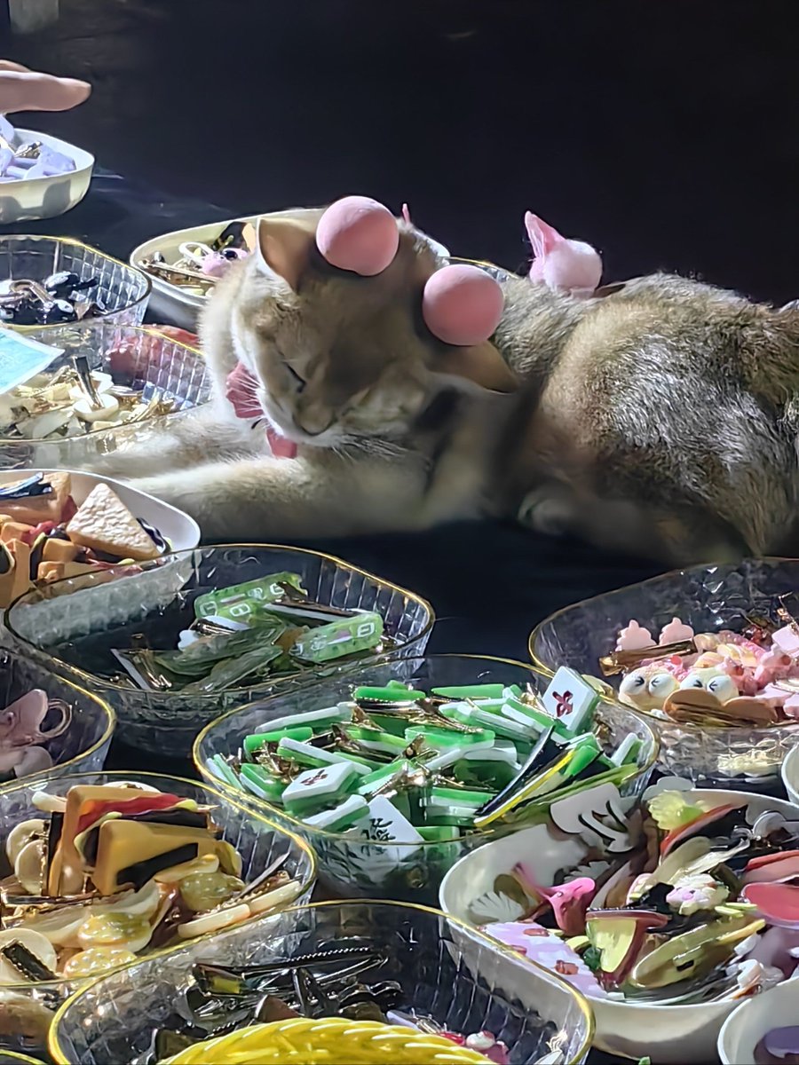 Haydengcpz's tweet photo. 真夏の昼下がり、冷やしたイチゴのタルトを頬張る猫ちゃんが超かわいいんだ…毎日見ても飽きないな https://t.co/WTVHYeVVZC