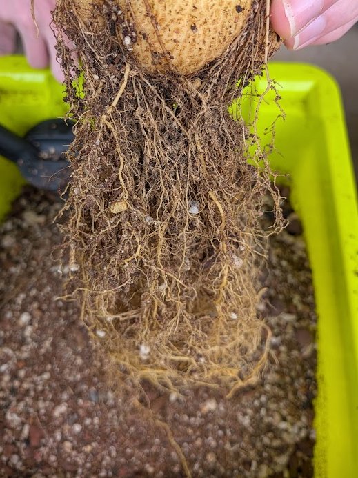 logcactus tweet picture