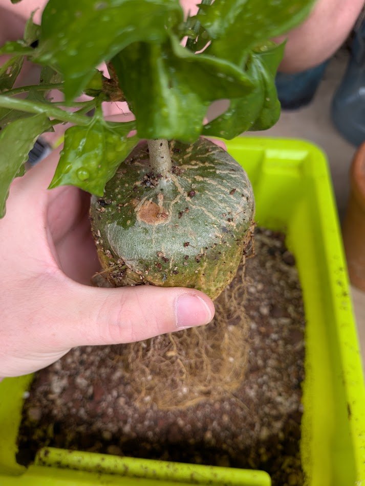 logcactus tweet picture