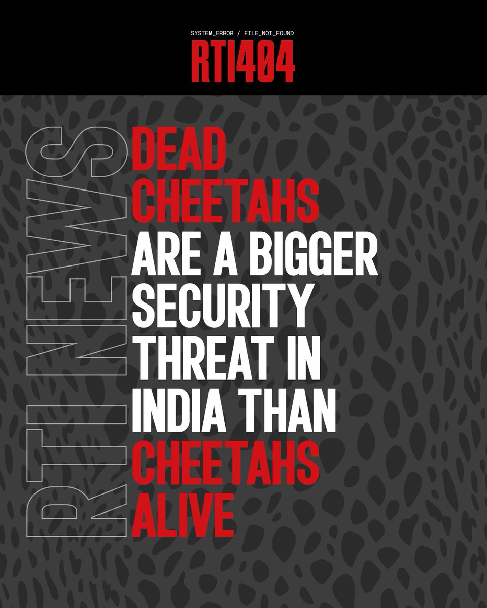 rti404's tweet photo. Despite much criticism, PM Narendra Modi’s govt brought cheetahs to India. Most of them died. But when a wildlife activist filed an RTI to know their cause of death, the govt was quick to cite “national security”.
Source: The Wire

For more RTI news visit https://t.co/U2qNmHaI0X https://t.co/crBQjs6cKz