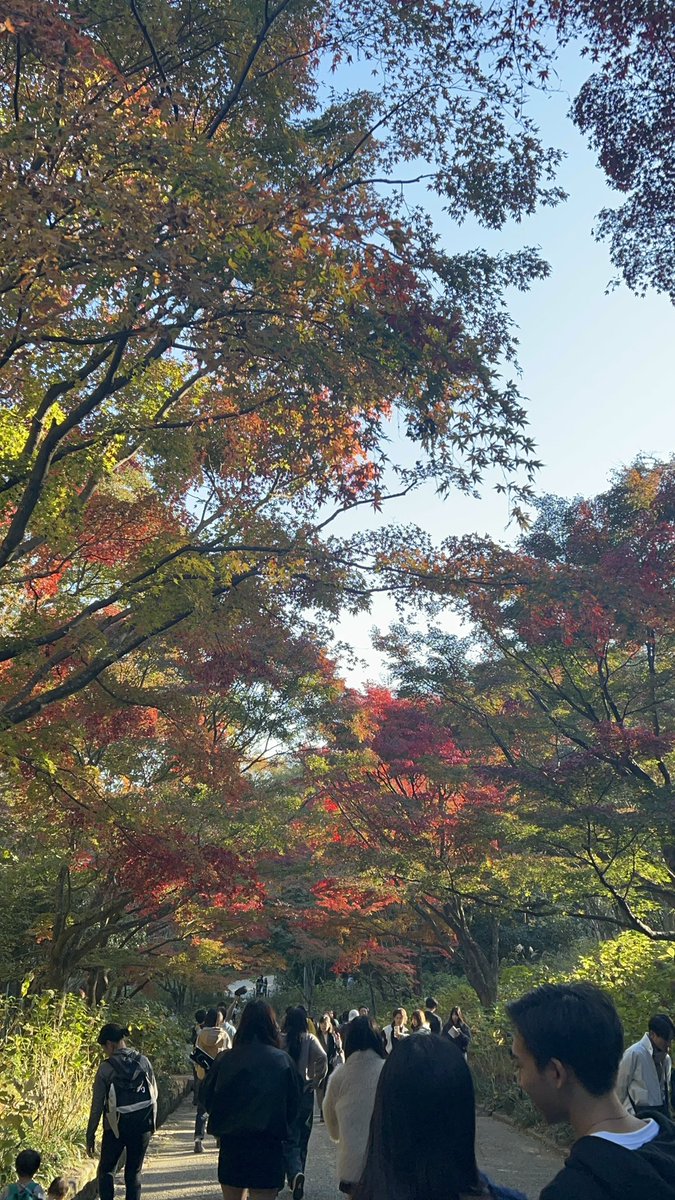macha__cake's tweet photo. 今年の紅葉も見に行けたらいいなぁ、🥹
関西でおすすめの場所あれば教えて下さい🎵 https://t.co/PqvJSI4HYd