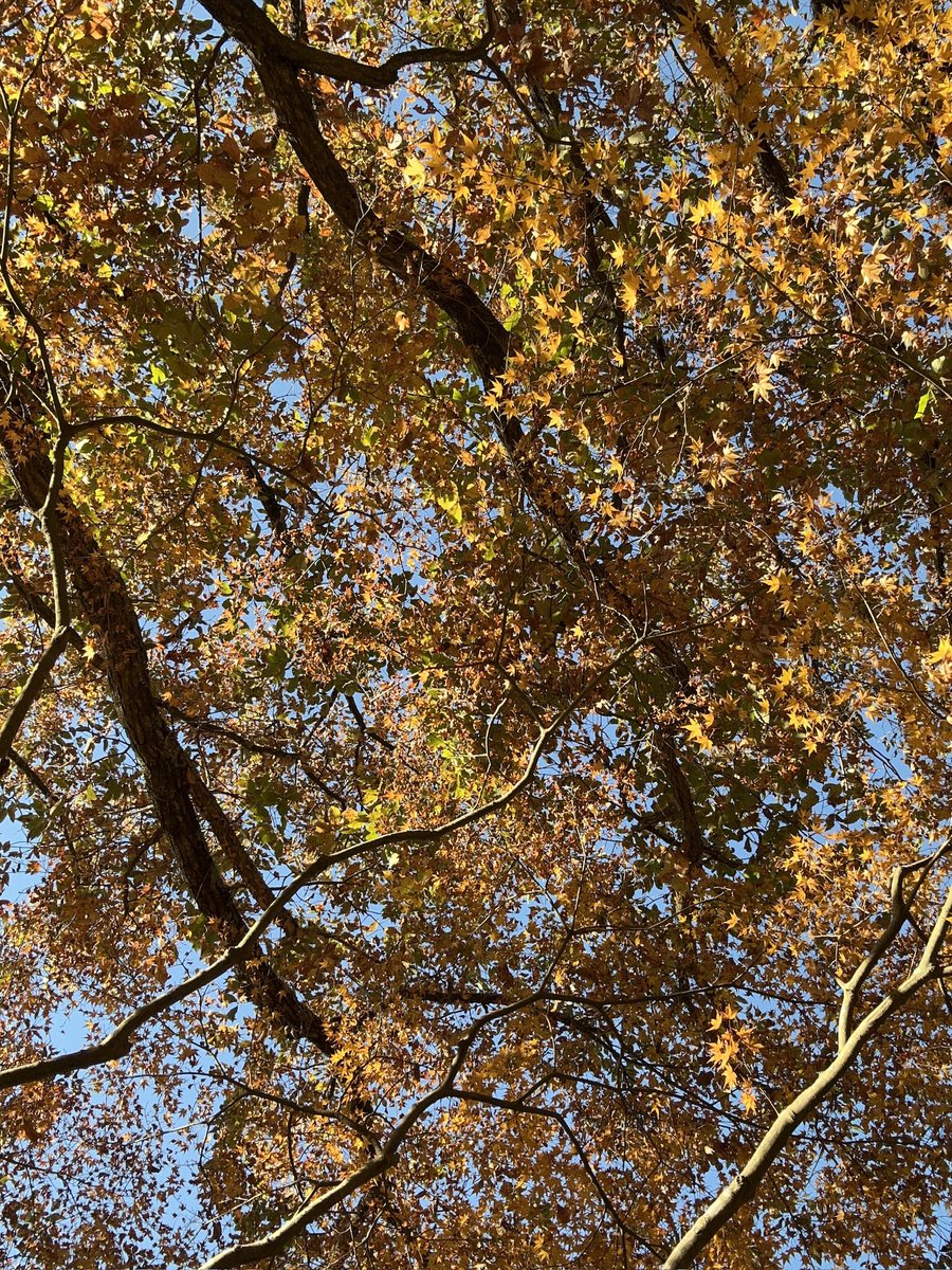 macha__cake's tweet photo. 今年の紅葉も見に行けたらいいなぁ、🥹
関西でおすすめの場所あれば教えて下さい🎵 https://t.co/PqvJSI4HYd