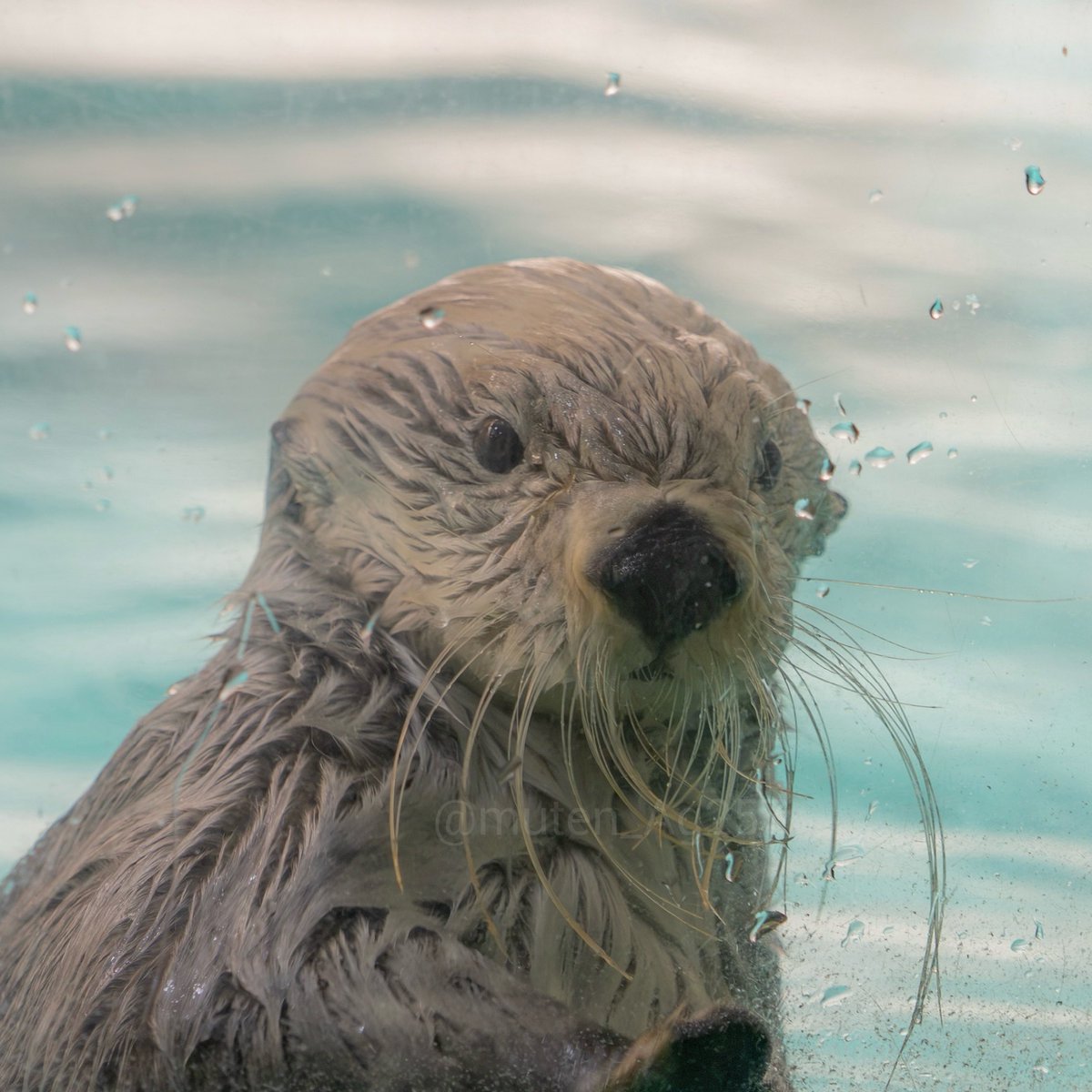 muten_Ag257's tweet photo. 鳥羽水族館のラッコ　キラちゃん
ガラスとんとんでご挨拶にきてくれました

左右にも目線配っててプロすぎた https://t.co/LgBfV3DIzl