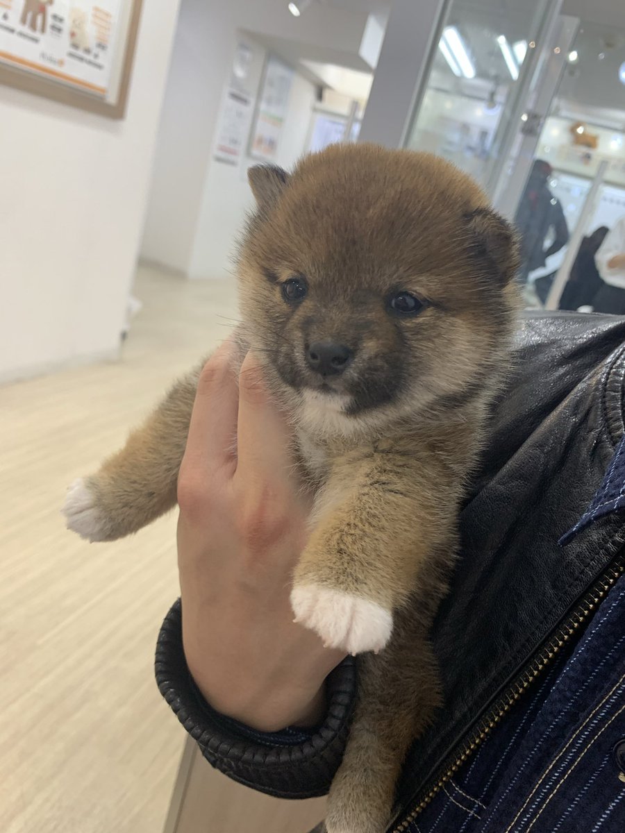 AugustHazuki's tweet photo. クマとタヌキのハーフかと思った https://t.co/1aDqPefuJT