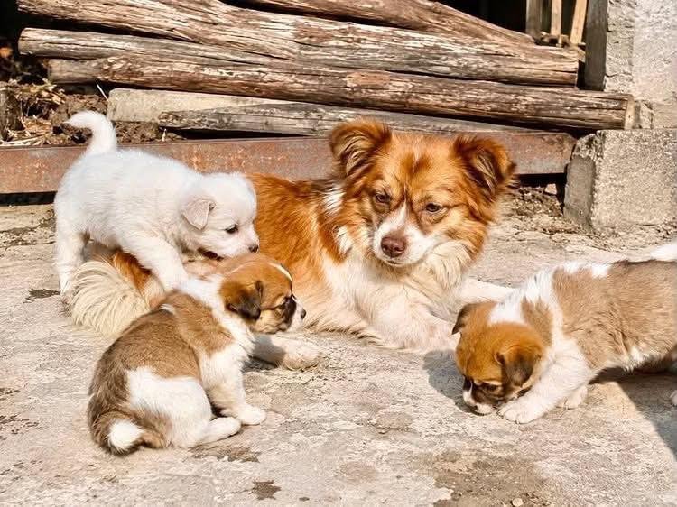 ParitoshTM's tweet photo. Her memory must become more than grief; it must become a reason to stand against cruelty. 💔🐾 
#JusticeForWangWang #justiceforcatsofchina
#BoycottChina https://t.co/g2ppWkYYhj