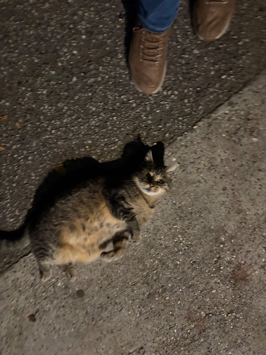 ProudMare_'s tweet photo. Rano jutro pola šest…Lujza me dočeka🥰
#LuisaSaysGoodMorningFeeder🙃💓 https://t.co/C4gqdwP70O