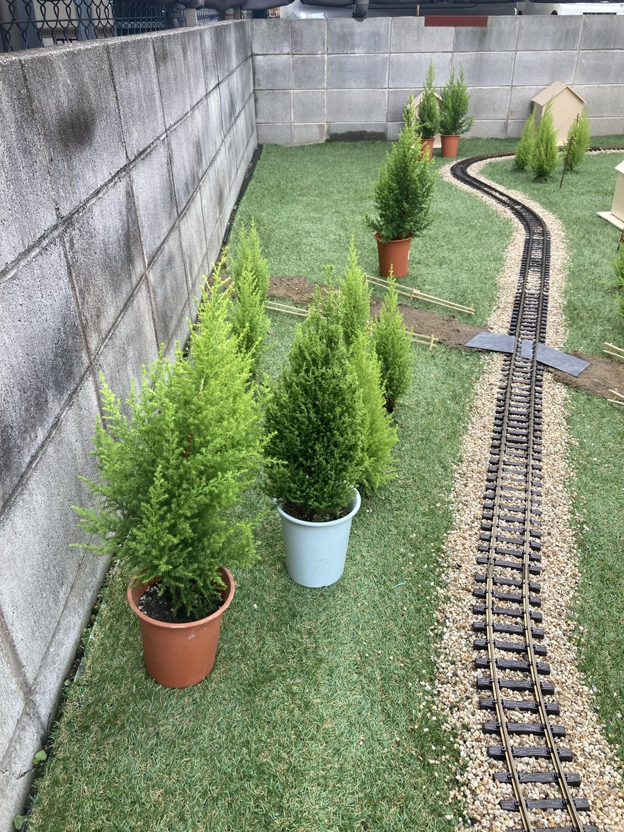 tmax509's tweet photo. 鉢に入っているゴールドクレストウィルマは5本、DIY店で試験的に買ってきた、また地植えしてみる、こちらは大きくなるのが早そう。来年まで、いい大きさかな？また来シーズンに多分植え替えして新苗に戻さなくてはならないと思う。 https://t.co/Is2vEjCGOg