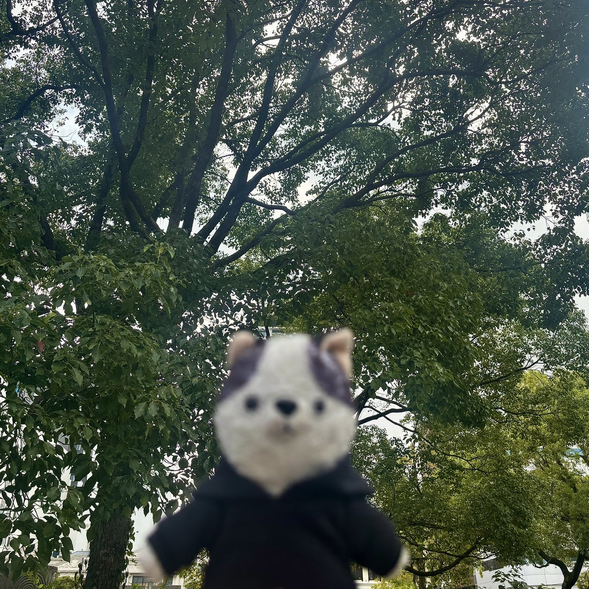 PO2lio's tweet photo. 晴れたり曇ったり雨降ったり...𐄑𐅁̂๑⃙⃘.๑⃙⃘ ̂𐅀𐄑
#ぬい活 #ぬい撮り https://t.co/XZT9XaLaSD
