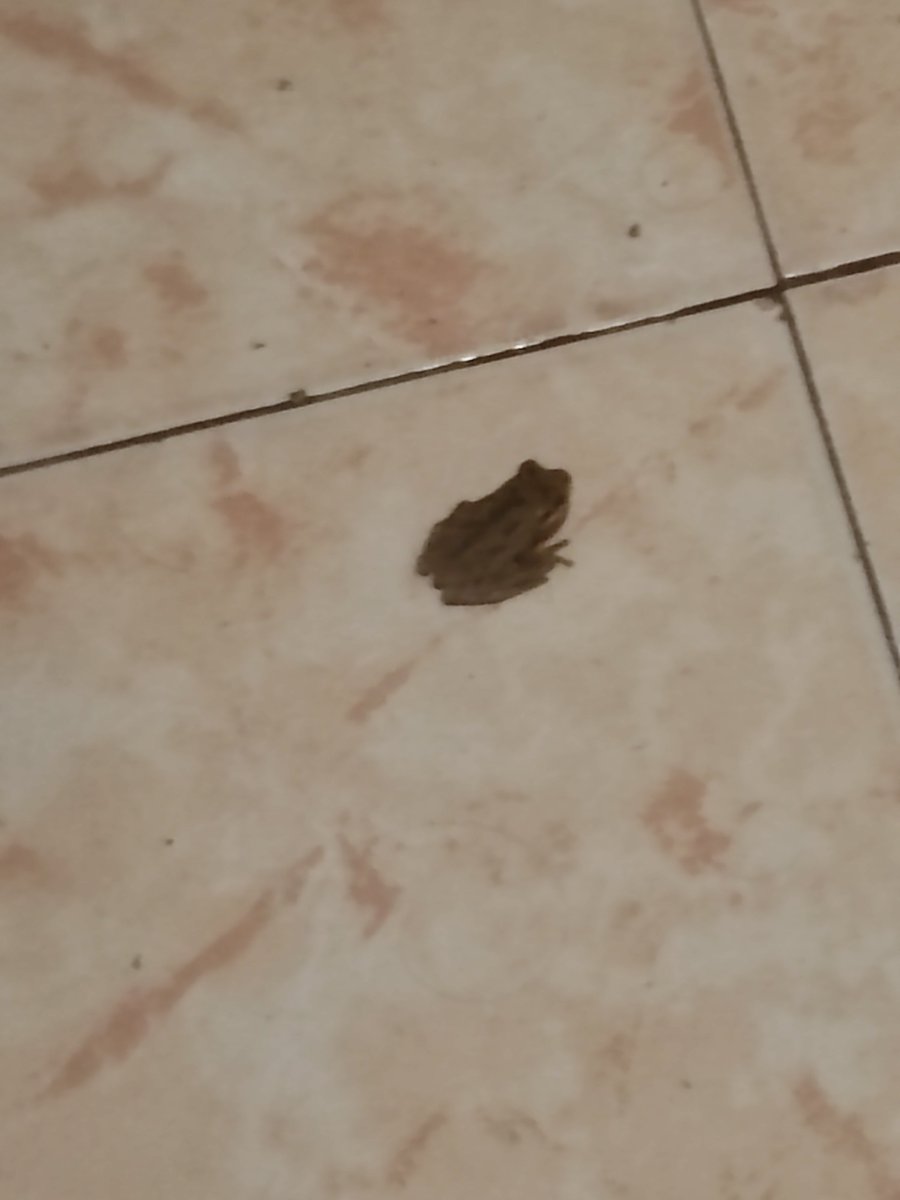SharkathDrawnz's tweet photo. NOJODAN SE ME METIÓ UN SAPO A LA CASA?!?!?!! AYUDA QUE HAGO?????? 

AYUDA PASEN TIPS QUE PROCEDE????!?!?!! AYUDAAAAAA???? 😭😭 https://t.co/lc0zqdNl8b