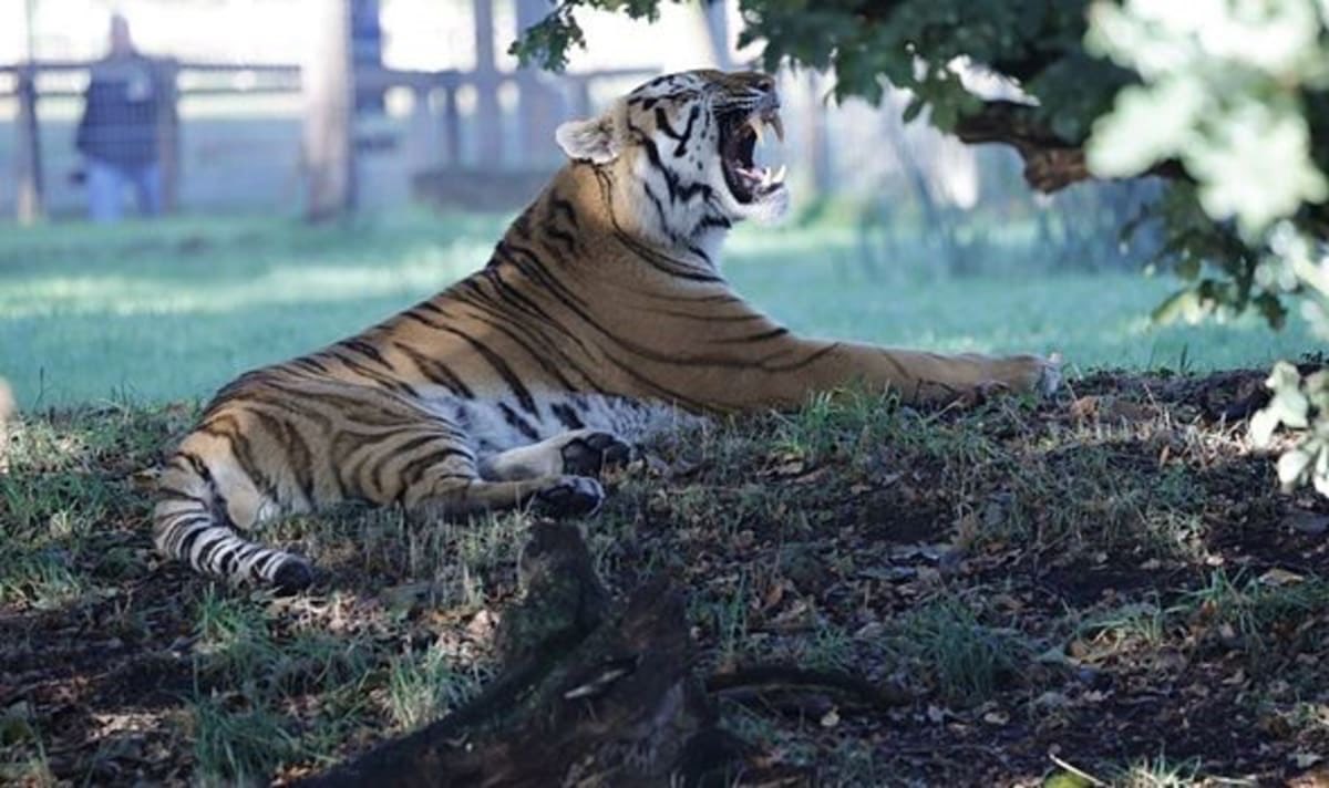 AltaiFanPage's tweet photo. Goodnight from Altai.  

Yawning like he owns the place. Because he does. 🐯🌙 https://t.co/ONMM9asj6x