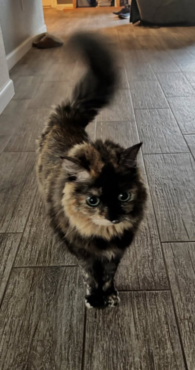 MagicalGirlFia's tweet photo. She has evolved. Only needs a single leg now. https://t.co/k7QYJmQP3e
