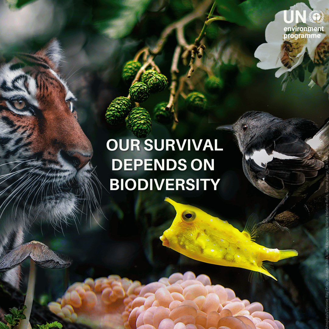 UNEP's tweet photo. Nature underpins everything we need to survive. 

The world agreed to conserve 30% of land and seas and restore 30% of degraded ecosystems by 2030. But these targets are off track. 

#COP17Armenia is a chance to take stock and speed up action. 

What’s on the agenda: https://t.co/11g54v6M9W