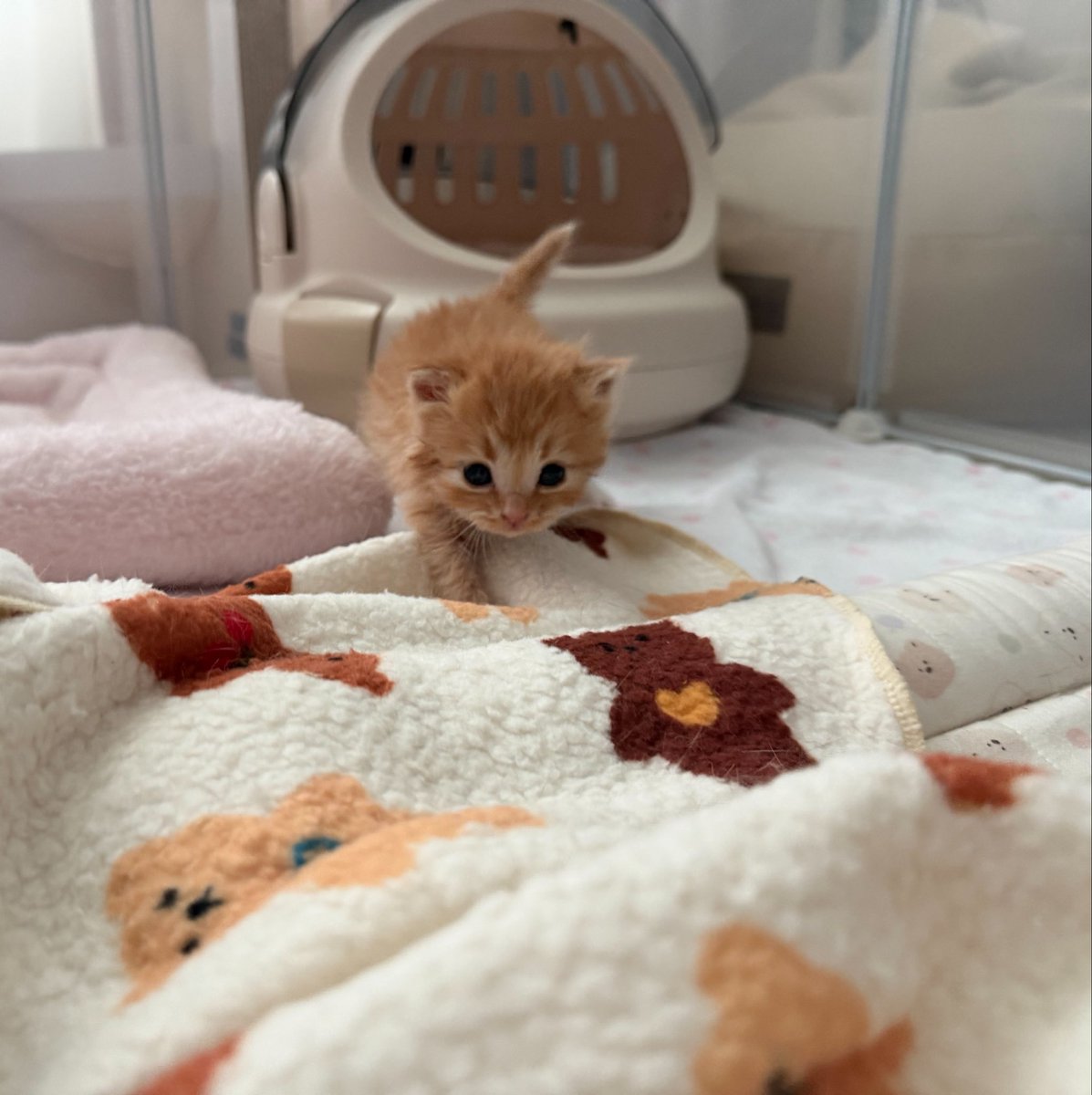 ang_cheese's tweet photo. 아기때 이름 수달이라고 지을까 고민했었어요 https://t.co/YtQayUKX1c