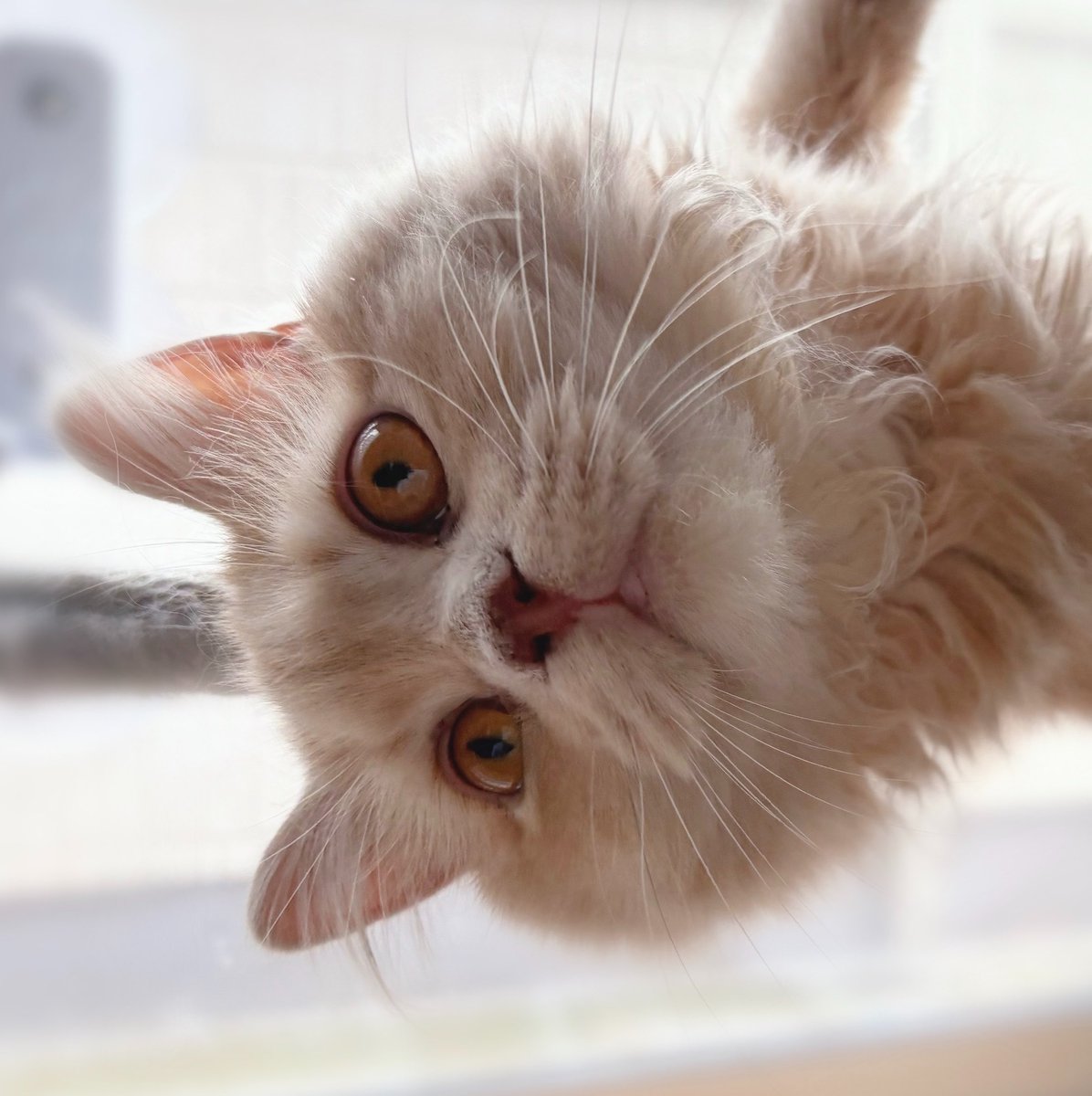 mochiwasa_bi's tweet photo. 日向ぼっこ猫たち https://t.co/BXFMW6z5Y5