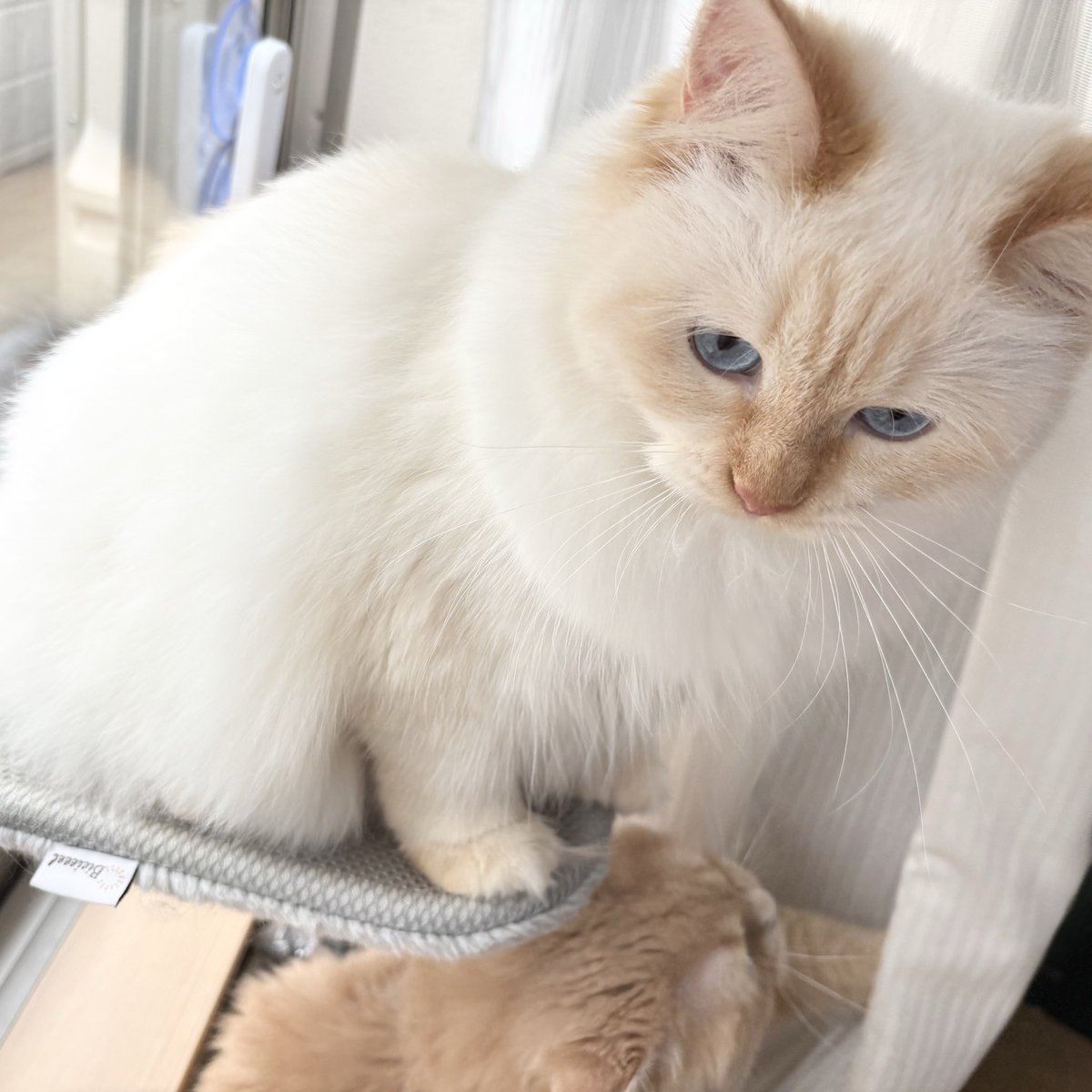mochiwasa_bi's tweet photo. 日向ぼっこ猫たち https://t.co/BXFMW6z5Y5