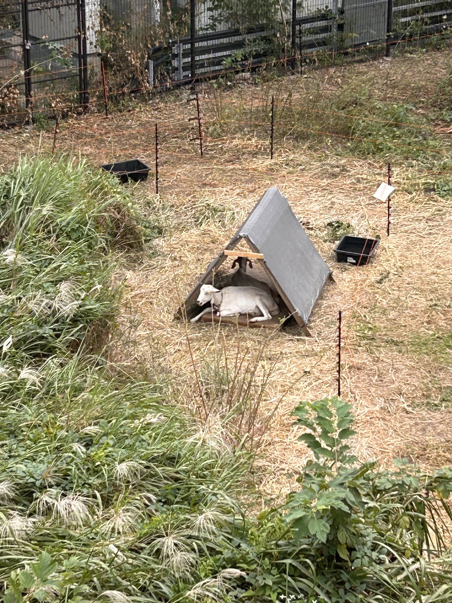 kanko_shinjuku's tweet photo. 【#きょうの新宿】
うわさのヤギさん🐐昼休みなのか、小屋の中でまったりとくつろいでいました🥰
#新宿 #四ツ谷 https://t.co/WRS5p9mw5a