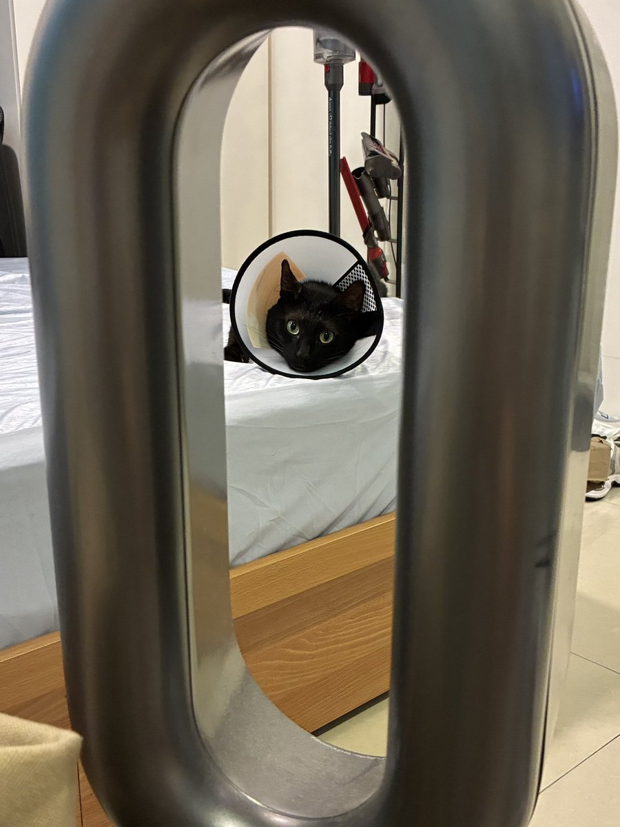marucat111's tweet photo. Dyson, Cone of Shame and Maru https://t.co/l2mYRm15Em