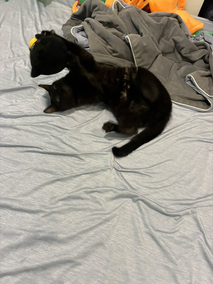 marucat111's tweet photo. Playing Maru https://t.co/boJfUZCmdP