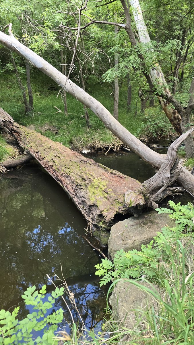EvilBeastLord's tweet photo. Some snapshot from my 12km hike on the weekend ☺️
Love me some running water next to the path
Enjoy https://t.co/aWAjF4pslc