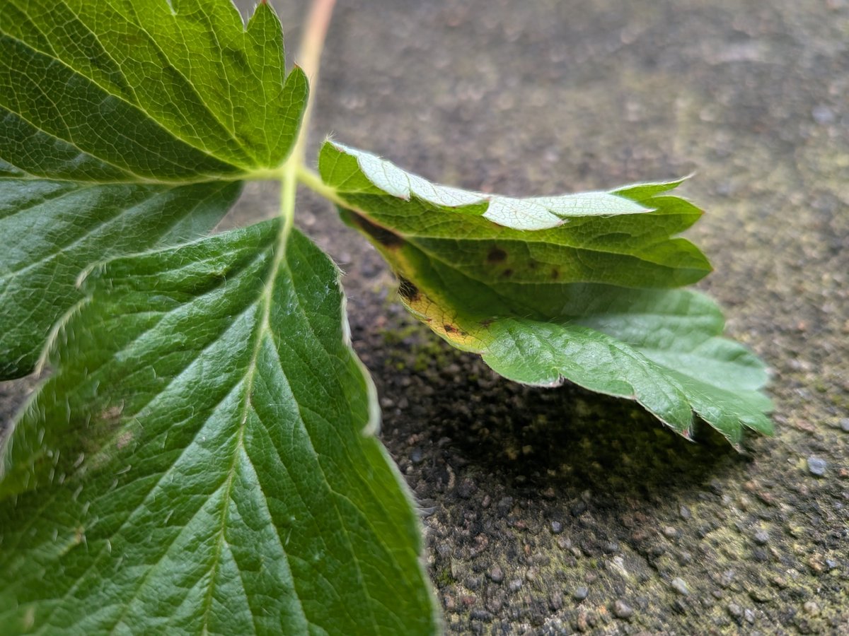 capcaptomato's tweet photo. まずい、炭疽病（たんそびょう）らしい模様が…殺菌剤まかねば
炭疽病=カビの一種、放置すると枯れる
#capcaptomatoの家庭菜園
#家庭菜園 https://t.co/Xbw2H1n6mJ