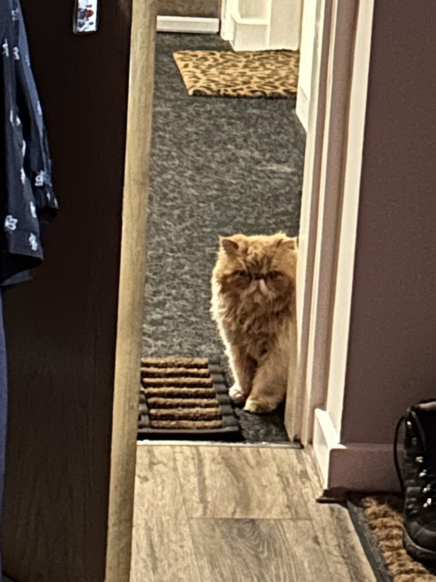 AmandaNaylor73's tweet photo. Good morning stranger 😽😻 #gizmo 💙😽 https://t.co/HQyWiFCtc3