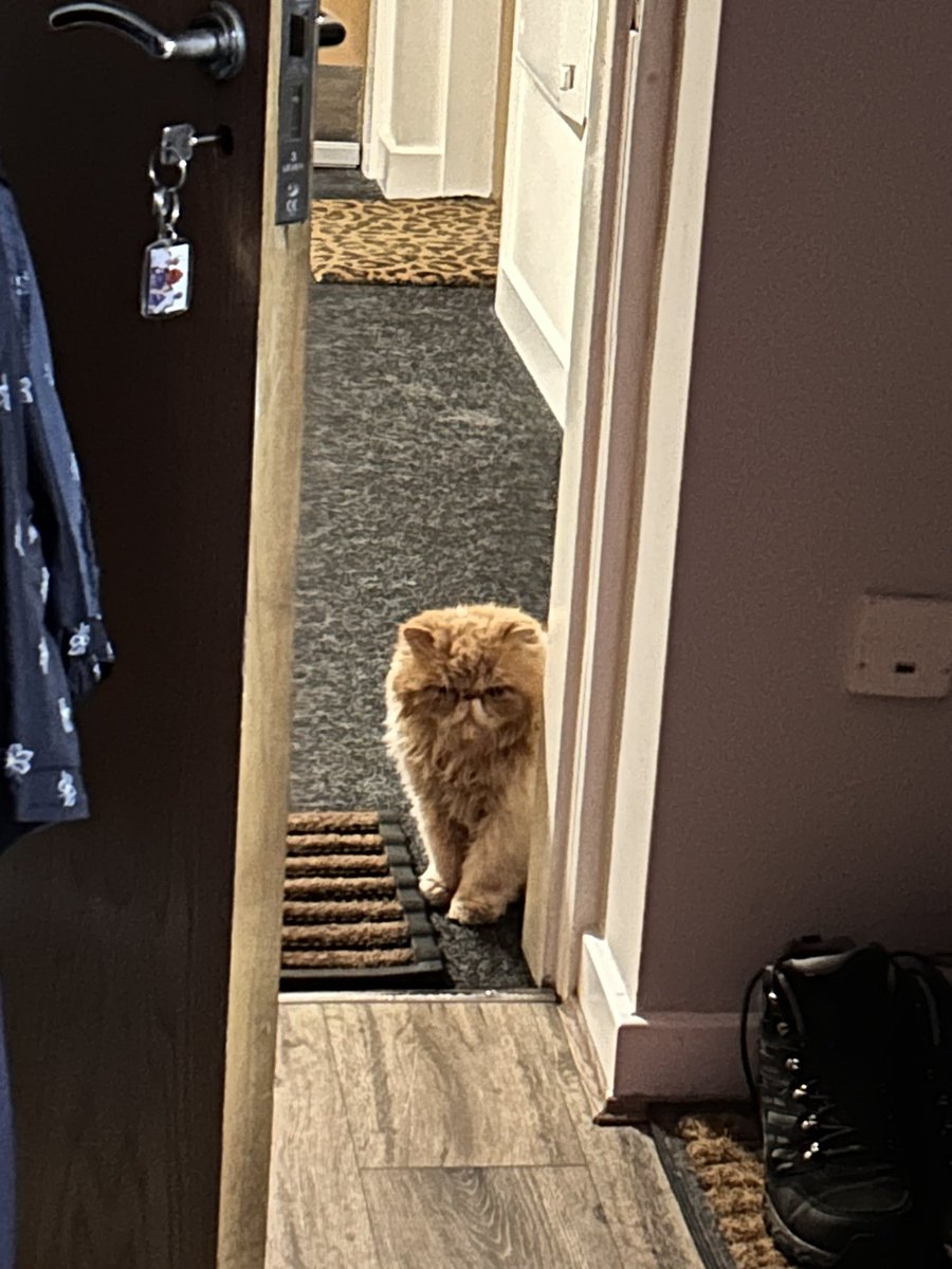 AmandaNaylor73's tweet photo. Good morning stranger 😽😻 #gizmo 💙😽 https://t.co/HQyWiFCtc3