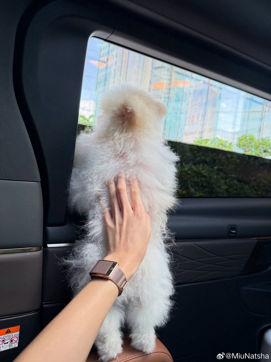 2beToC's tweet photo. ตอนหมิวบอกโทบี้ไม่มีขนคือชั้นก็งง ยังไง ก็ดูฟูๆอยู่ แค่หยิกไปหน่อย แต่รูปนี้คือ 555555555555555555555555555555555555555555555555555555555555555555555555 หมิวหยุดทำร้ายพิโท่โท้สุดเท่ดิ้ 55555555555555555555555555555555555555555 https://t.co/vtIZNMIugu