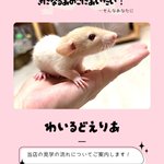 Photo by わいるどえりあ⭐️11/22はちゅもふ横丁12/19ローデンツ大阪 (@Wild_area_)