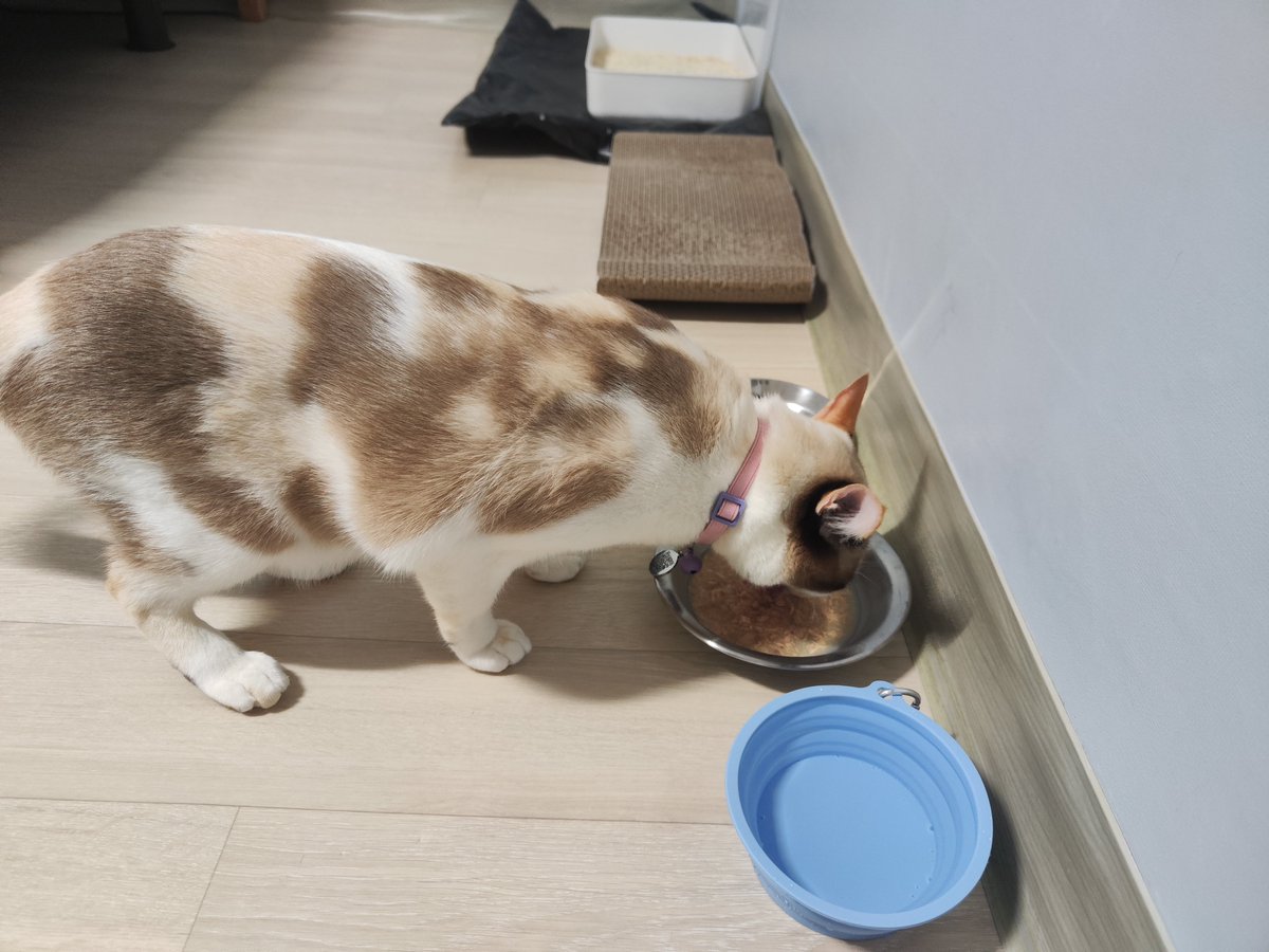 processic's tweet photo. เฌอแตมถึงที่พักที่โซลแล้วค่ะ กินเม็ดกินเปียกก่อนเลยยยยย https://t.co/34uSg0qGMM