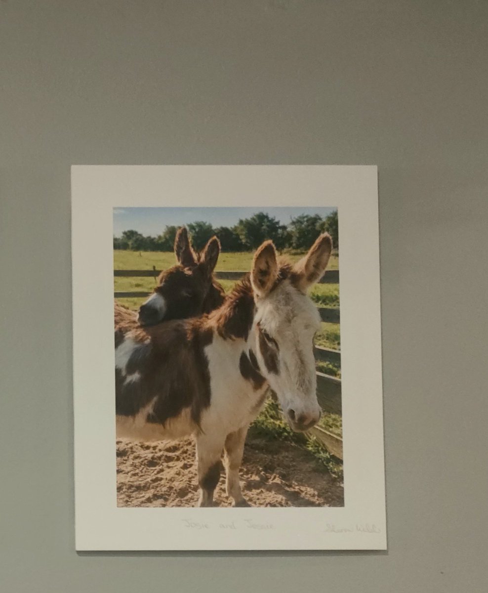 SWPhotoIE's tweet photo. Picture 7 of 10 – Jessie & Josie 🫏❤️

Meet Jessie and Josie, my parents' two lovely donkeys and a mother and daughter duo.

I love this little moment I captured between them.

This photograph is currently on display at Cappuccinos Café in Wexford Town as part of my first photography exhibition, running until 31st October.

Prints available for €50.

📸 Follow my photography on Instagram:
https://t.co/78mEBrk8yj⁠

#WexfordPhotography #IrishPhotography #Donkeys