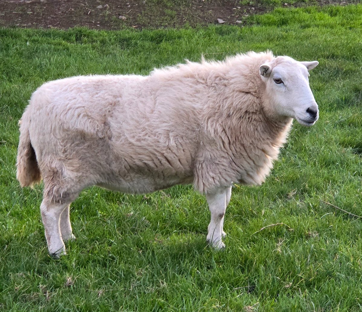 WPSSanctuary's tweet photo. A rather fluffy looking Foxy 🤍🐑
Despite the large tumour on her shoulder, which is well hidden under her fleece, dear old Foxy remains in reasonably good health.  Long may that continue 🙏

#animalsanctuary #sheep365 

https://t.co/InrxMYasjR https://t.co/2SXafJgRRT