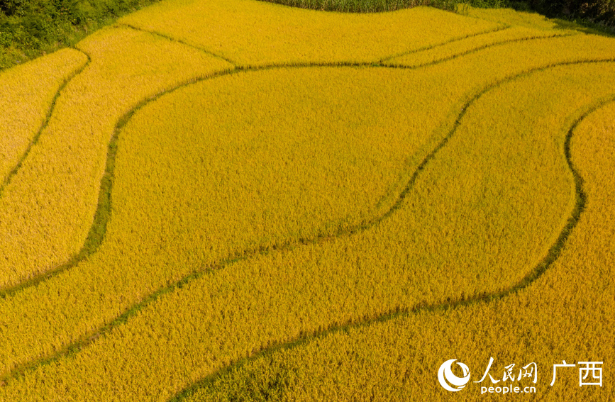 PDChinese's tweet photo. 【廣西田林：晚稻飄香收割忙 農機助力效率高】金秋時節，稻浪翻滾。近日，廣西田林縣晚稻正式進入收割期，在該縣潞城瑤族鄉紅旗村和八桂瑤族鄉平六村等地，金黃色的稻浪迎風搖曳，收割機在田間來回穿梭，一派繁忙的豐收景象。 https://t.co/VDNAdYiO8x