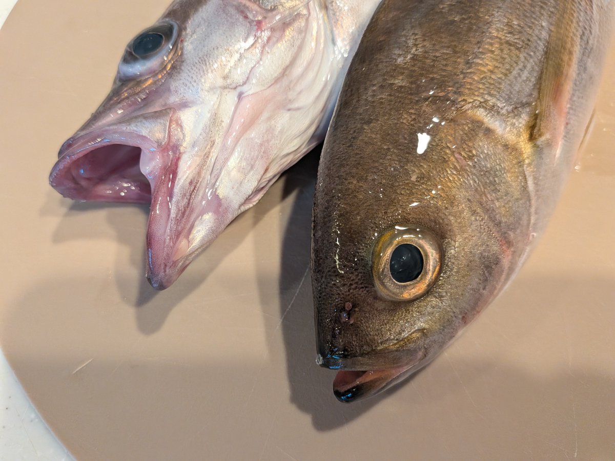 55Sonden's tweet photo. 今日はお給料日なので、
普段より少しお高いお魚購入💸
アラとイサキと生イカでお寿司、
肝焼き、ガラ汁で1,200円✨️ https://t.co/9nOikreg6s