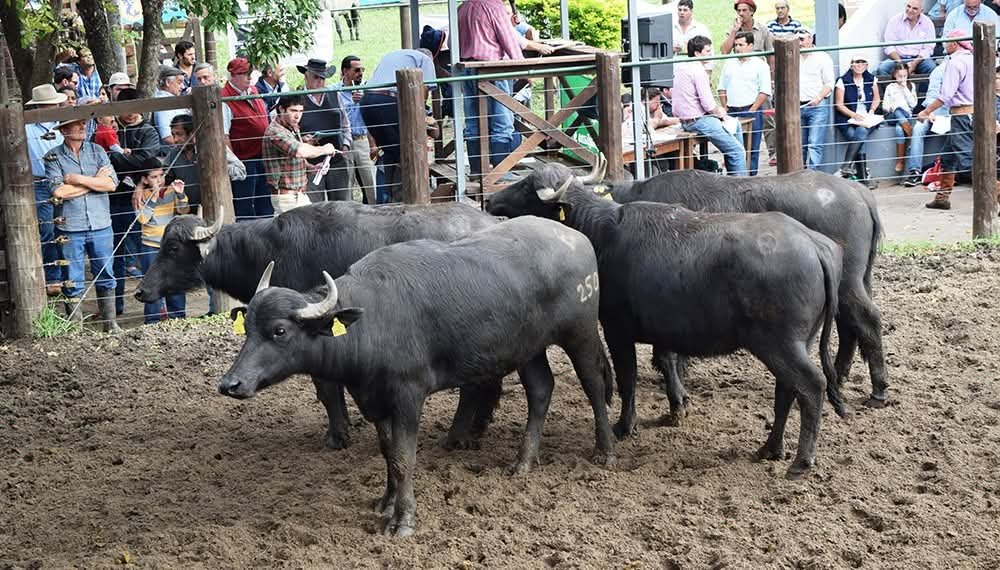 LaClotildeOk's tweet photo. SemanarioDigital Un Informe del #INTA #Corrientes analizó el comportamiento de Búfalos 🐃 en Esteros del IBERA como futuro de la #Ganadería provincial. LaClotilde Redes: X,Fanpage LaClotilde FB, ReelIG, #GrupoLaClotildeWebFB, Instagram, Pinterest, Linkedin,YouTube LaClotildeWeb https://t.co/PANCHbJU3Z
