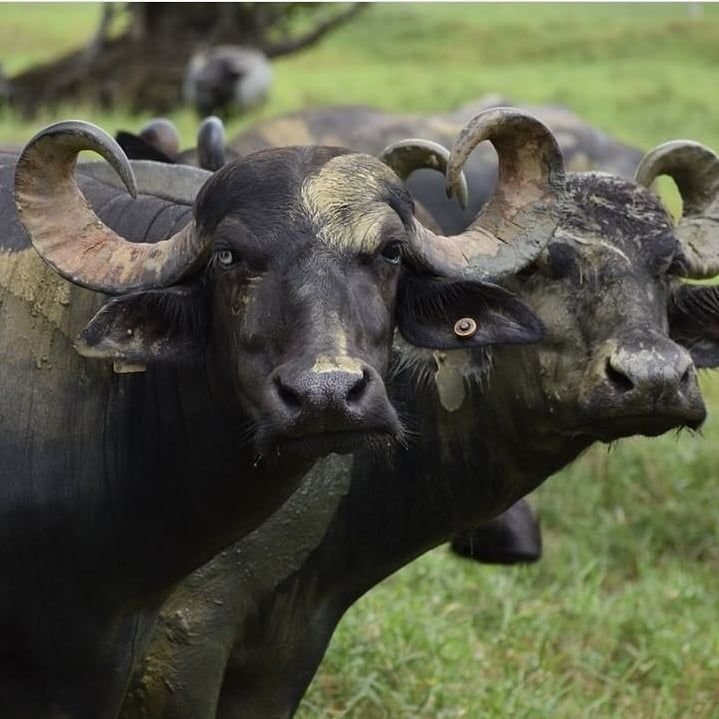 LaClotildeOk's tweet photo. SemanarioDigital Un Informe del #INTA #Corrientes analizó el comportamiento de Búfalos 🐃 en Esteros del IBERA como futuro de la #Ganadería provincial. LaClotilde Redes: X,Fanpage LaClotilde FB, ReelIG, #GrupoLaClotildeWebFB, Instagram, Pinterest, Linkedin,YouTube LaClotildeWeb https://t.co/PANCHbJU3Z