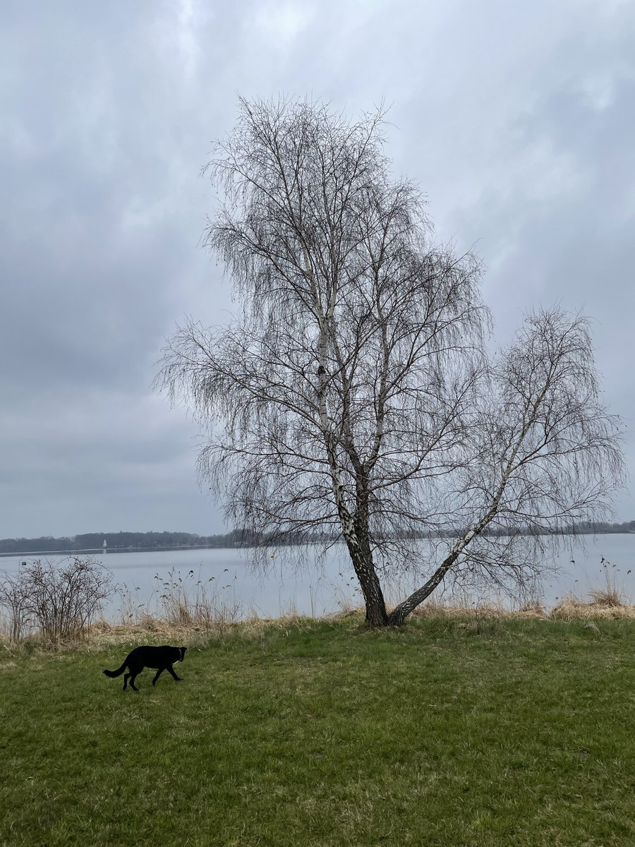Derer's tweet photo. Dneska je v Česku den stromů.
Zasaďte někde nějakej, je to skvělej pocit.
Mám v Česku "svoje" stromy a jdyž jsem žil jinde, taky jsem tam měl stromy. https://t.co/YGCMFmzKWo