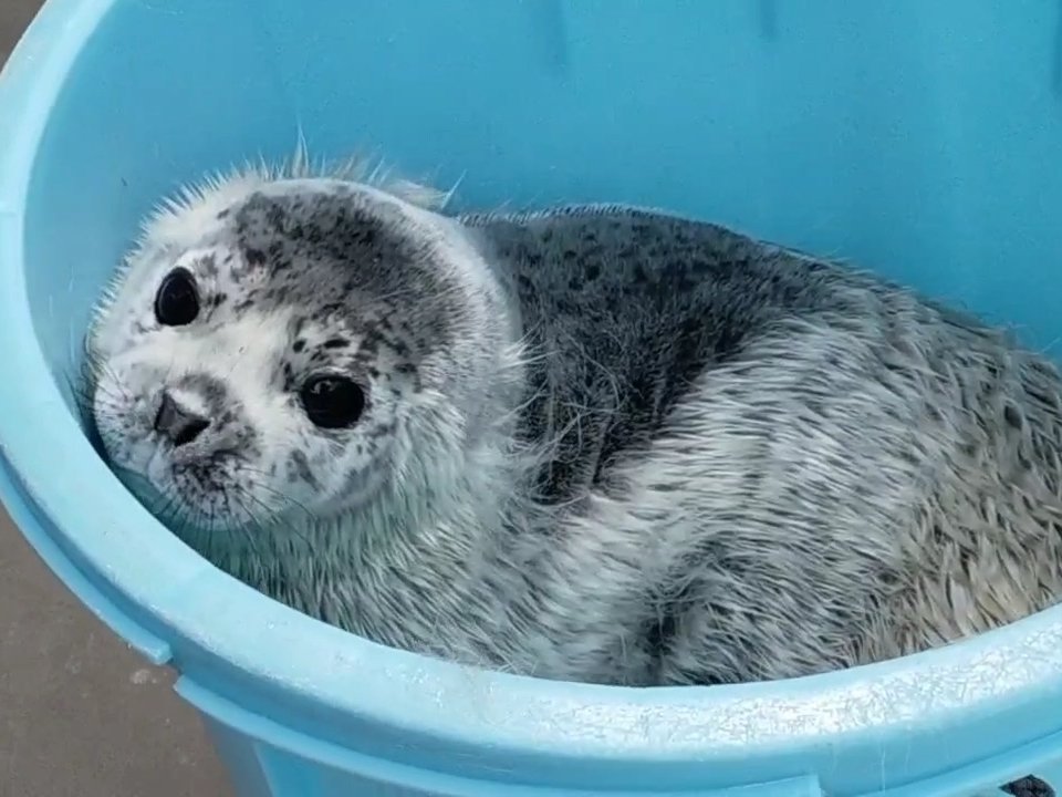 tam_ami's tweet photo. うん ぱっ👀✨

バケツ姫🪣

おんぷﾁｬ

#男鹿水族館 時代 https://t.co/cF39QGukuN