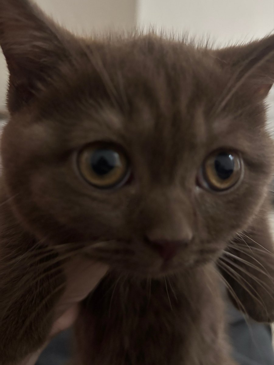 itsoundsmeow's tweet photo. who’s cuter, me or the cat? https://t.co/rD0qTA1xG6