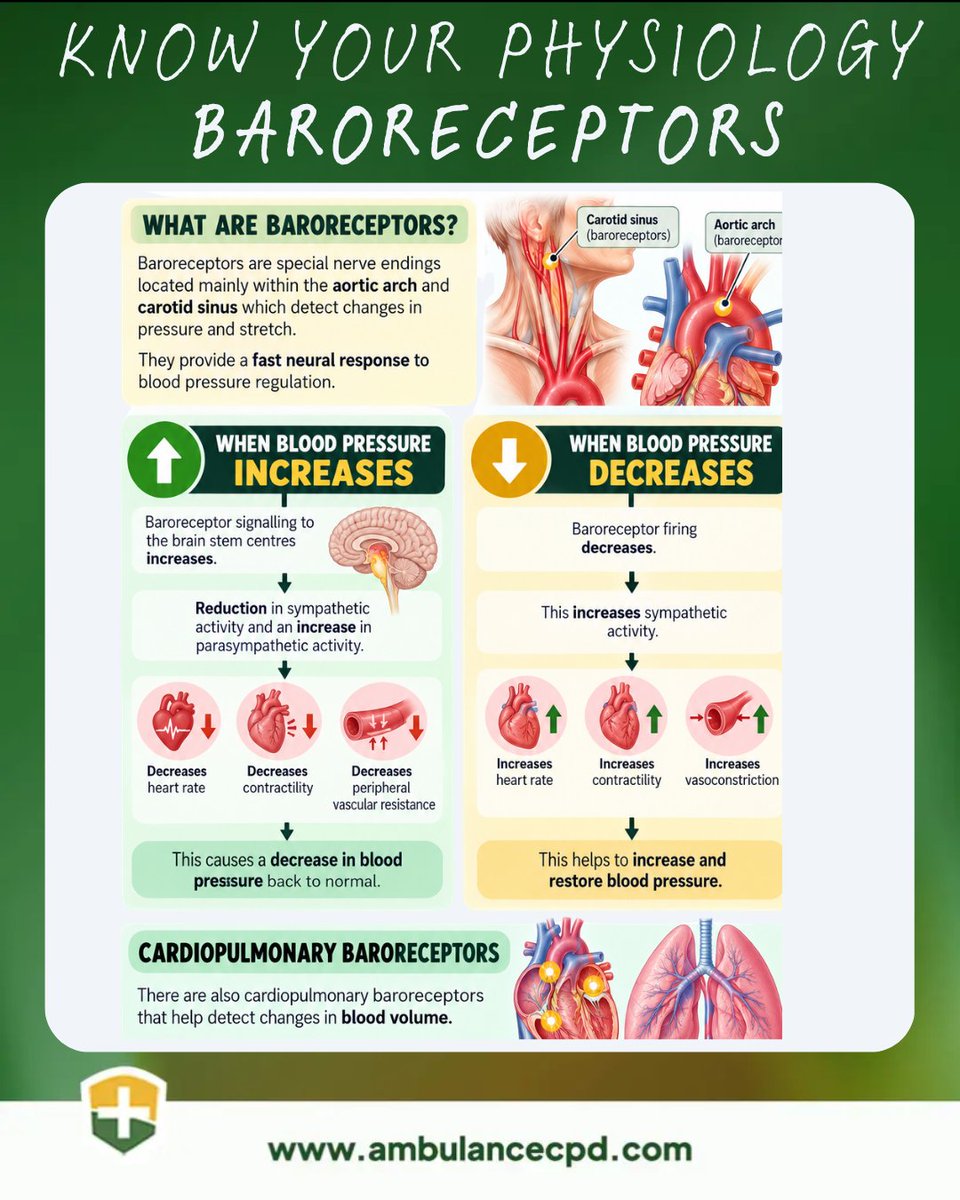 ambulance_cpd's tweet photo. Know Your Physiology: Baroreceptors
Baroreceptors provide a rapid response to changes in blood pressure, altering sympathetic and parasympathetic activity to help restore blood pressure.
#ParamedicCPD #AmbulanceCPD #ResponderCPD #FirstResponderCPD #EmergencyMedicalTechnicianCP https://t.co/3BKkxHi5tt