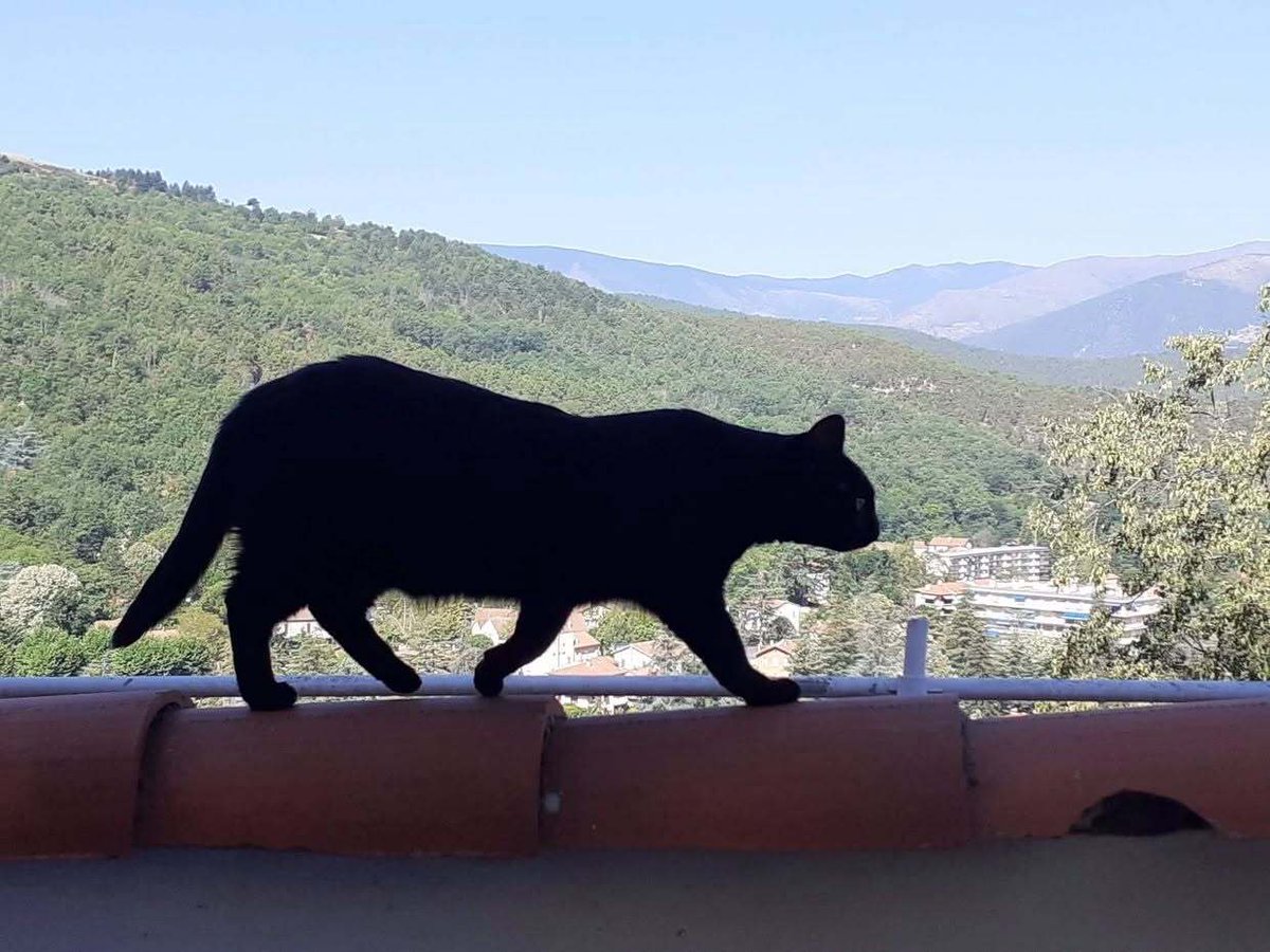 vigipets's tweet photo. 🟠 🐱 Chat perdu le 18/10/2026 à Plélan-Le-Grand (35380).
Race : Européen / Âge : 2 an(s)
Minon / Mâle / Identifié(e) : Oui

☎️ 0650922114
📧 sarah.hassan@noos.fr

#chatperdu #chattrouve #chat #perdu #trouve https://t.co/hF6LA9YF4o