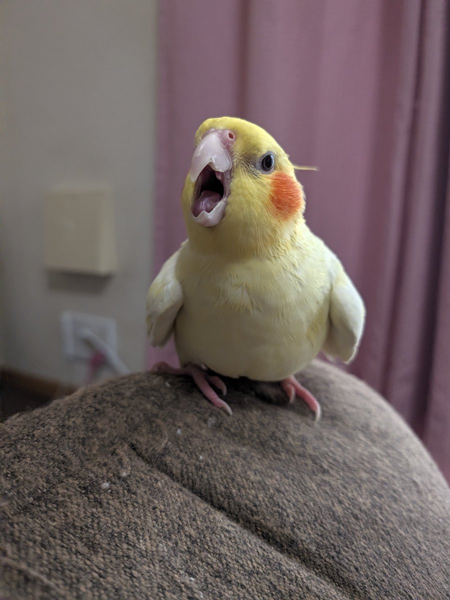 maru_chan_dayo_'s tweet photo. お尻汚かったから洗ったらブチ切れ😒
#オカメインコ https://t.co/0FRukEi7Qy