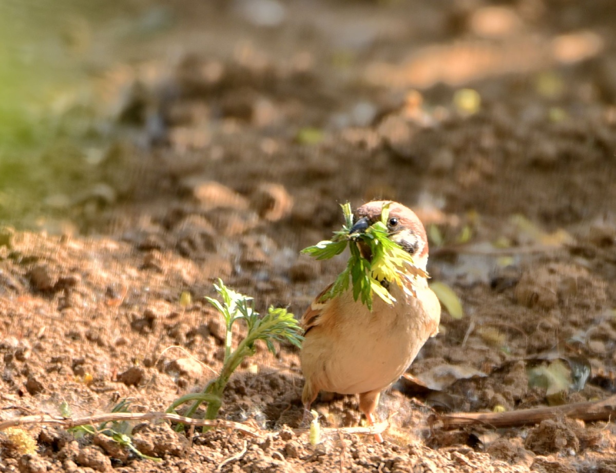 mare_g14's tweet photo. [山の側柏の木の下で、広い草原の坝で野鳥を采る小鳥の首がとても可愛い] https://t.co/gtXTJsiAT4