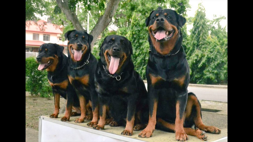 kfndrew's tweet photo. @Lilly_330n errr…perhaps they can state their demands to my rotties face to face eh…😬 https://t.co/edUw8iPi22