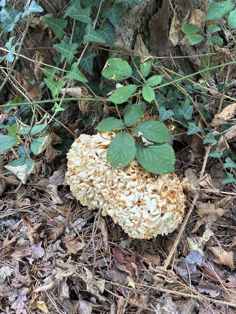 foodgrower's tweet photo. Some lovely walks in the @newforestnpa. A prize mushroom find #cauliflowerfungus and a quirky pub for lunch @cuckooinn #walking #foraging #realale https://t.co/PQPdiWdhAR