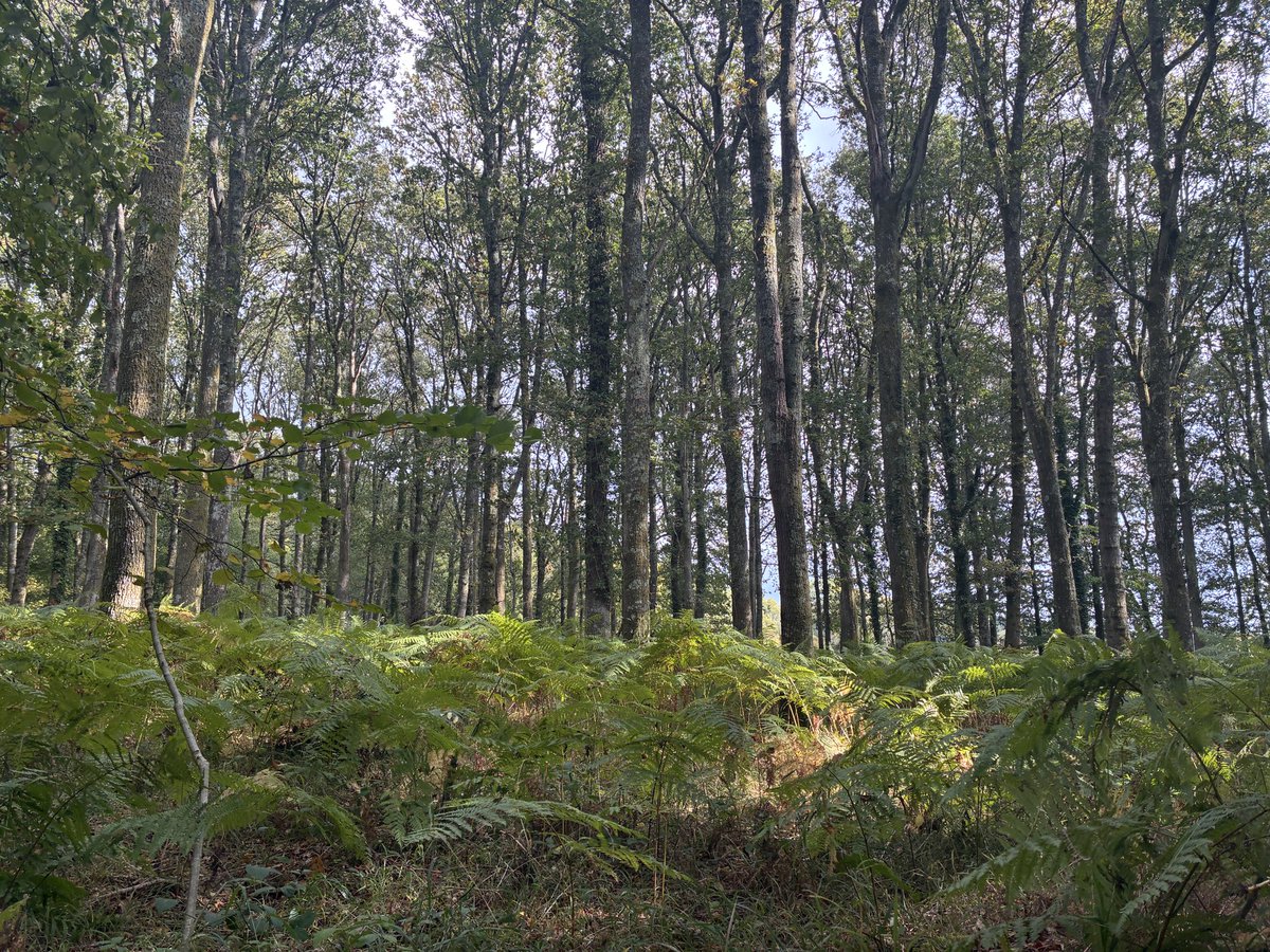 foodgrower's tweet photo. Some lovely walks in the @newforestnpa. A prize mushroom find #cauliflowerfungus and a quirky pub for lunch @cuckooinn #walking #foraging #realale https://t.co/PQPdiWdhAR
