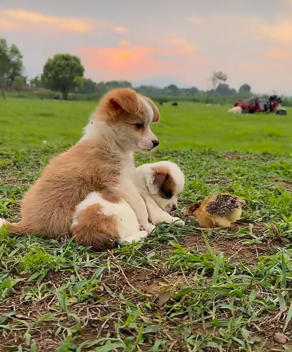 Brendafulworld's tweet photo. [犬たちの群れが笑いを呼ぶ、賑やかな日常の一コマ]， https://t.co/6HlmcVbAt0
