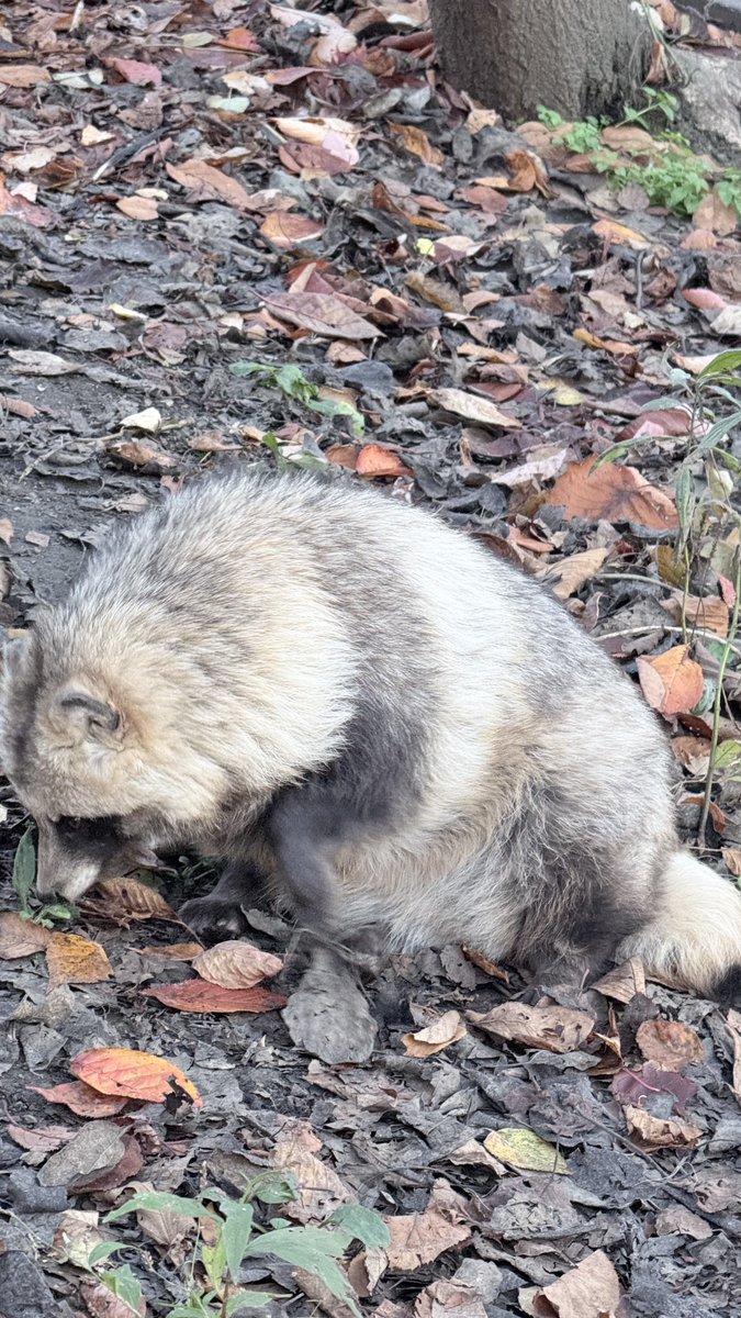 tncthme's tweet photo. 秒で終わったー、せーの！＼旭山動物園〜／ https://t.co/G3boeQKx4E