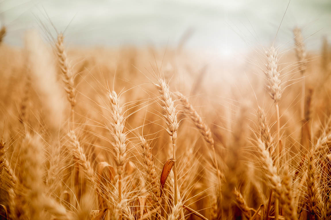 fdiforum's tweet photo. Panzani and Cerealis in €1.​8bn merger talks: French food manufacturer Panzani Group and Portugal-based Cerealis have entered exclusive negotiations over a proposed merger that would create a European food group with annual revenues of approximately €1… dlvr.​it/TVzkV3 https://t.co/2zgL8FDLs0
