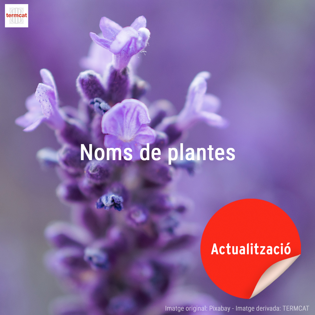 termcat's tweet photo. 💮 Actualitzem la classificació per famílies del diccionari 'Noms de plantes'! 

La revisió ha afectat prop de 1.145 fitxes i ha permès posar al dia els noms de les famílies i l’adscripció de les plantes a les famílies corresponents 👇

https://t.co/f3C3uhMkLz https://t.co/IFMrFEhRm3